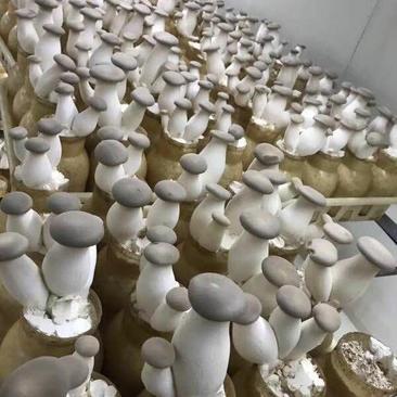 洛陽瀍河區杏鮑菇批發市場觀察 優質貨源與便捷代理服務